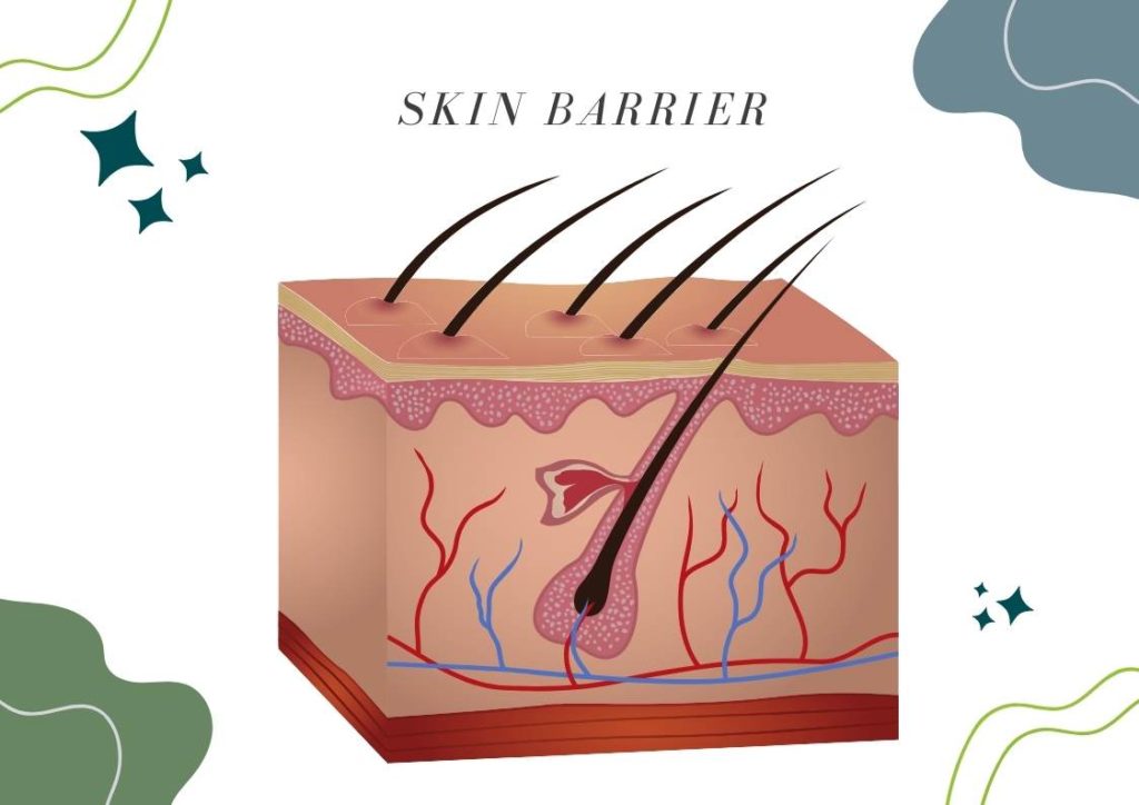 k beauty ingredients damaged skin barrier