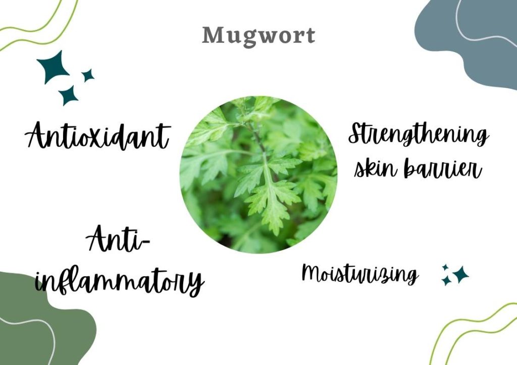 mugwort damaged skin barrier